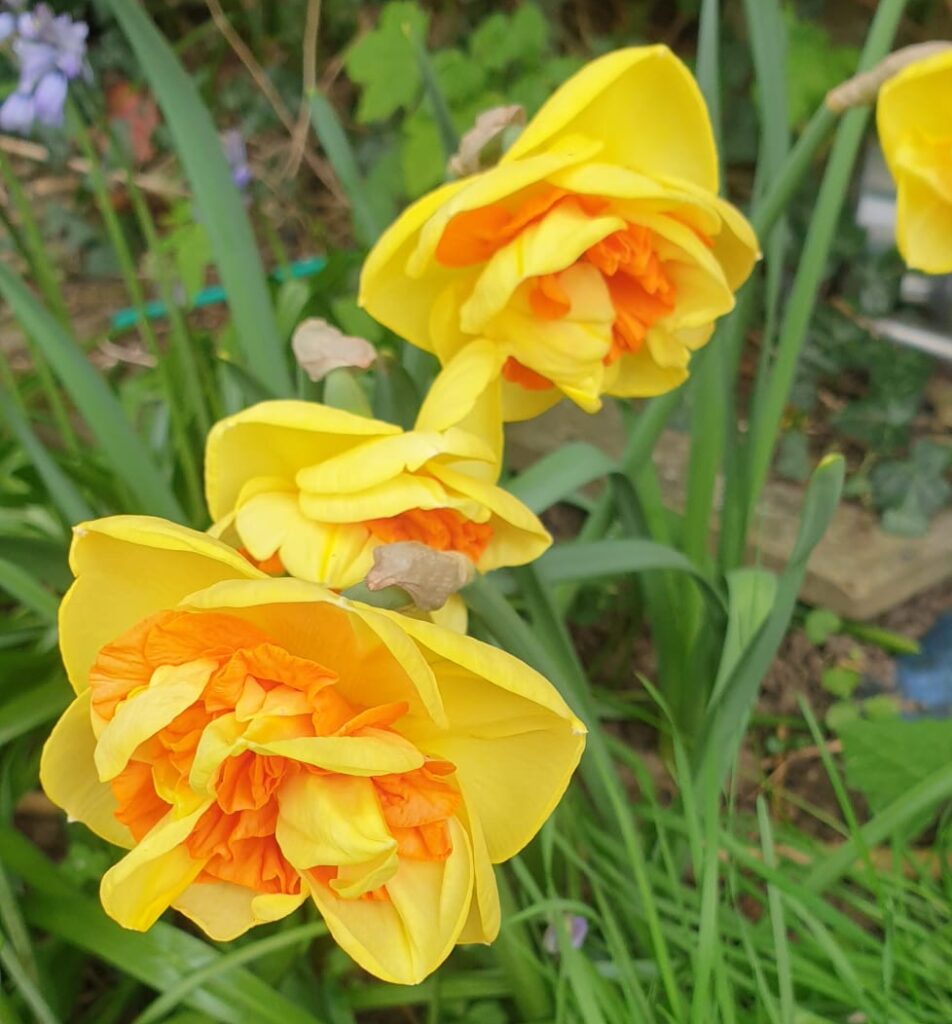 Daffodils, photo by Astrid Brenan